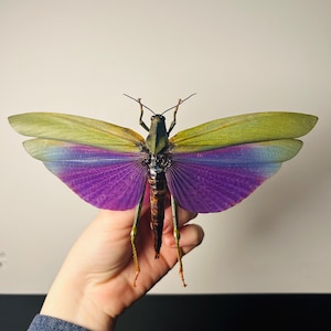 Titanacris Albipes - Criquet géant vert et violet naturalisé - Insecte tropical de Guyane à l'unité pour cabinet de curiosités ou collection