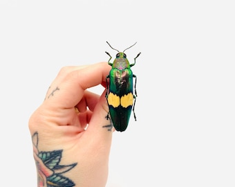 Chrysochroa saundersii – Metallic green and yellow jewel beetle (A1 specimen) – Asian jewel beetle – Cabinet of curiosities