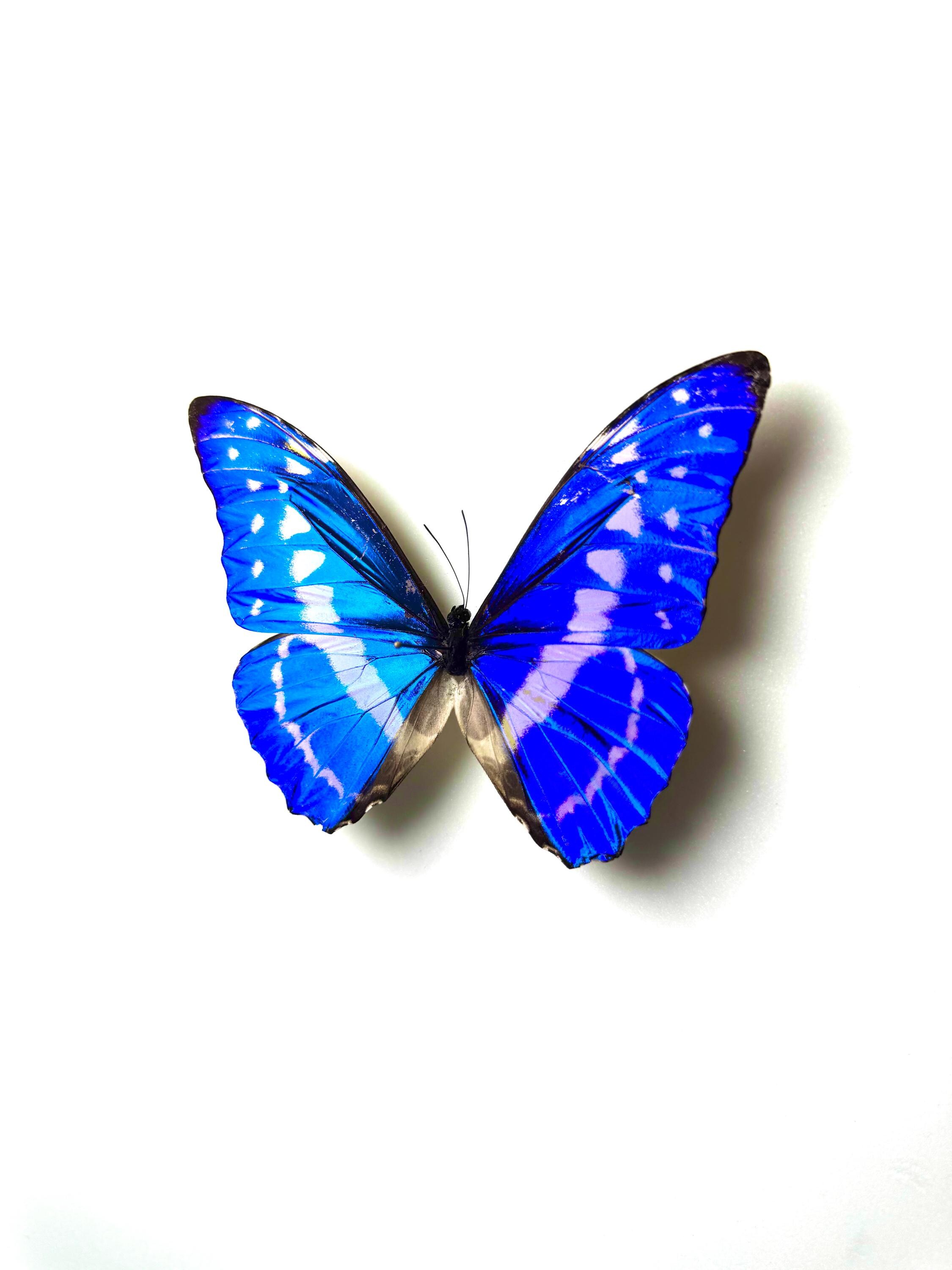 Naturalized Morpho Cypris – Fluorescent Metallic Blue With White