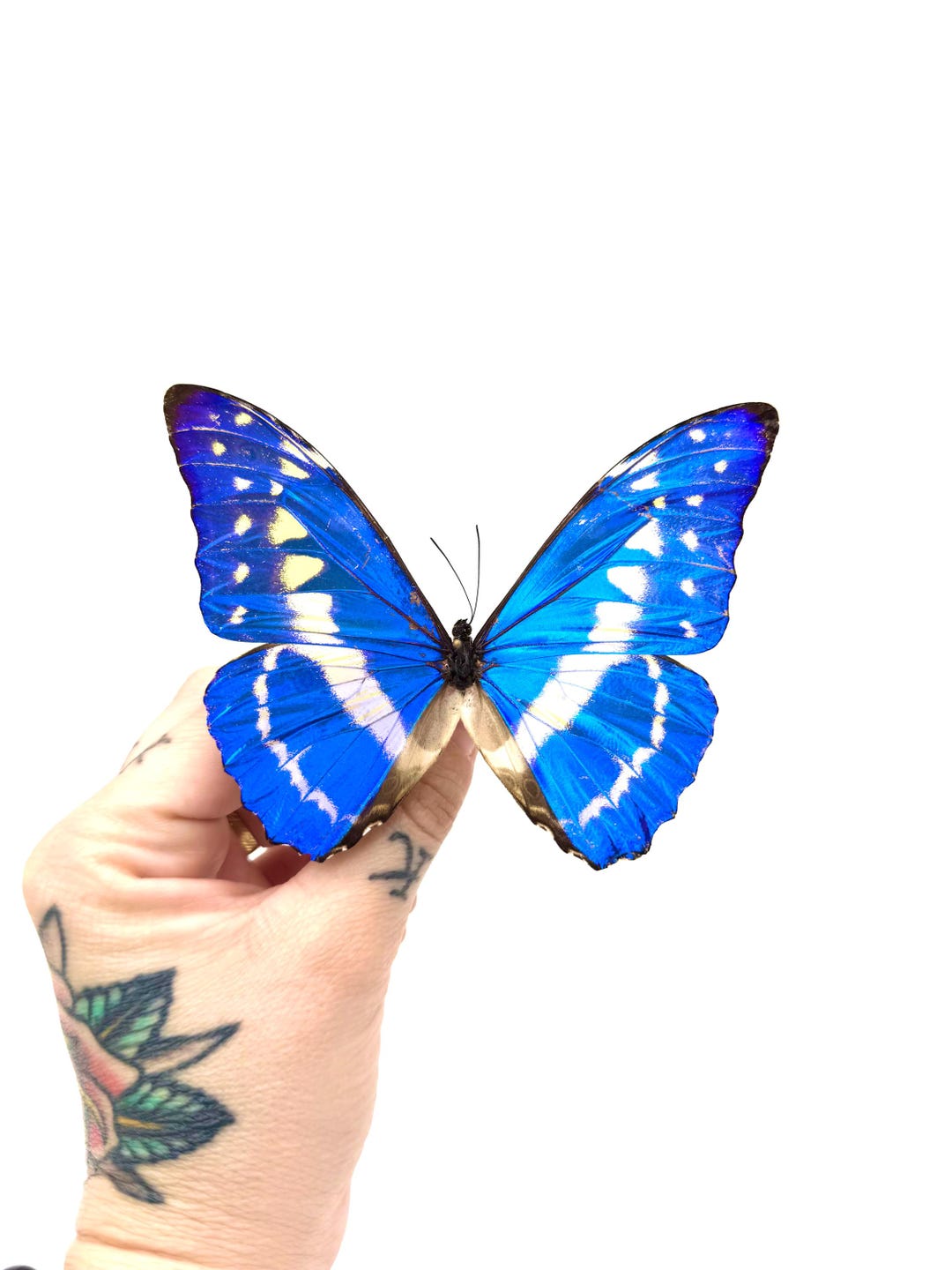 Naturalized Morpho Cypris – Fluorescent Metallic Blue With White