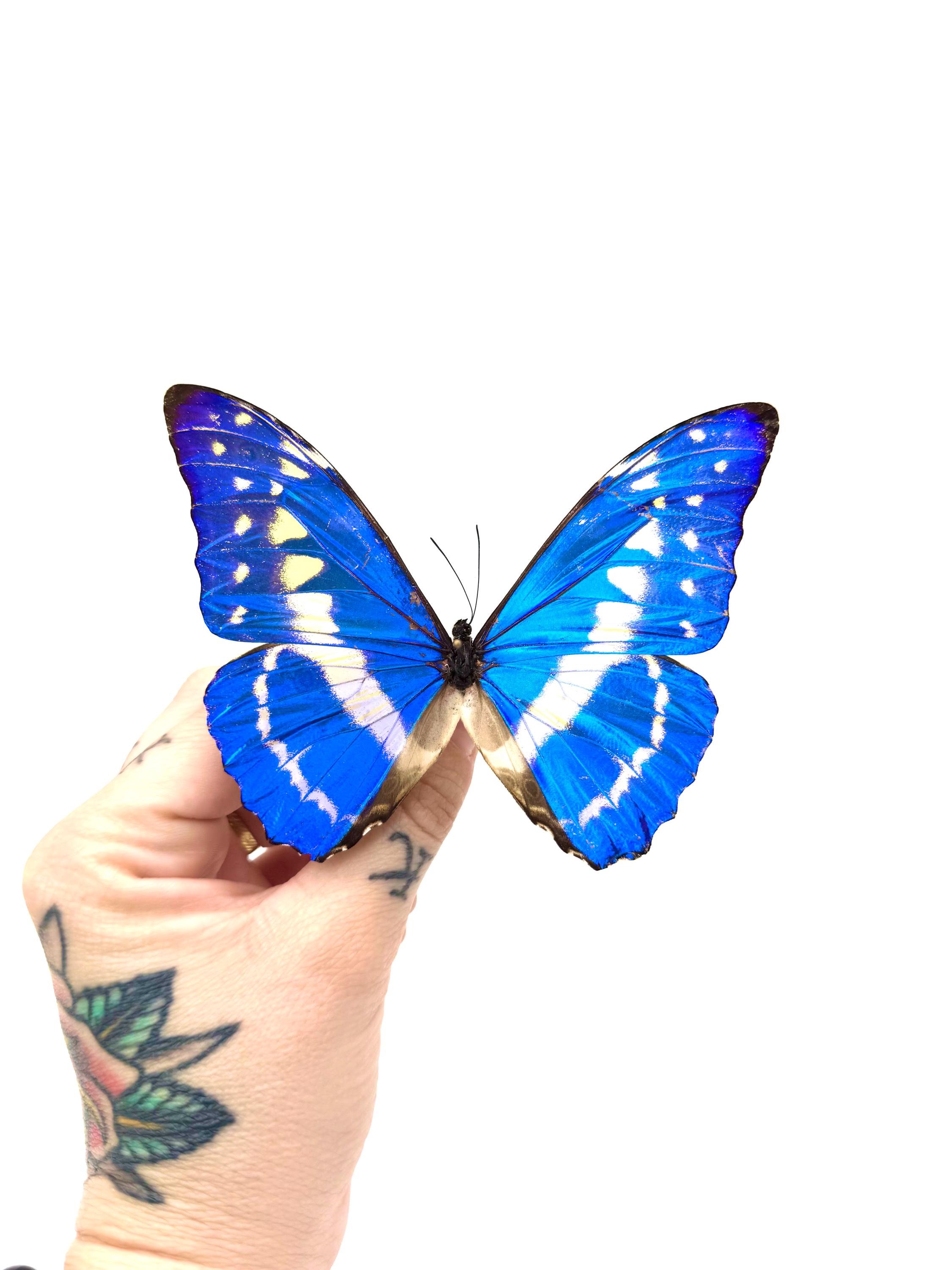 Naturalized Morpho Cypris – Fluorescent Metallic Blue With White