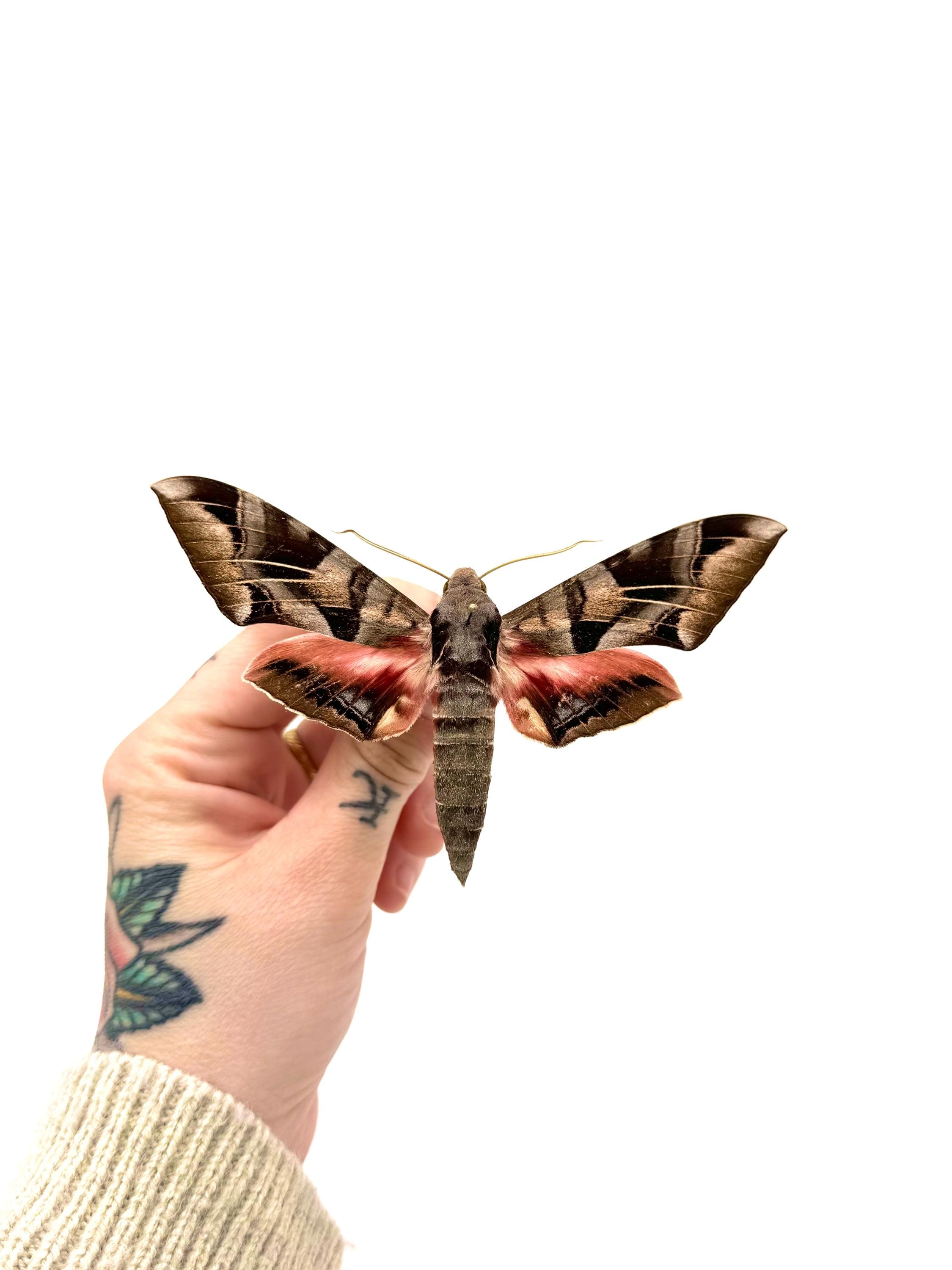 Eumorpha - Etsy 日本
