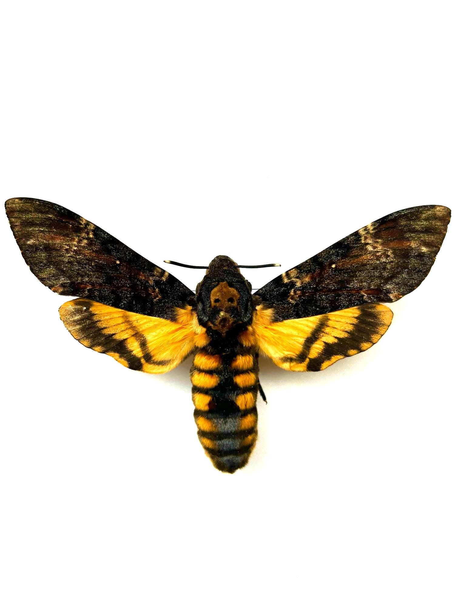 Acherontia Atropos - Naturalized Death's Head Moth - Pinned Insect - Gothic Curiosity for Decoration or Cabinet of Curiosities