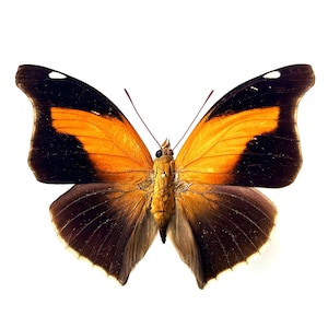 Naturalized butterfly Historis Odius - South America - Exotic orange and black butterfly - Entomological specimen for collection or deco