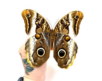 オオフクロウチョウ - Caligo brasiliensis - Etsy 日本