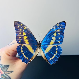 Naturalized Morpho Cypris – Fluorescent Metallic Blue With White
