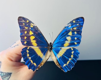 Morpho Cypris Peru (PE) - BIG Unmounted Tropical Specimen