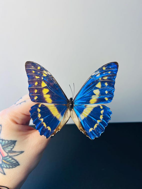 Morpho Cypris – Naturalized Metallic Blue Butterfly | Tropical