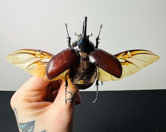 Augosoma centaurus preserved insect • Black horned beetle • African insect for cabinets of curiosities and entomological decoration