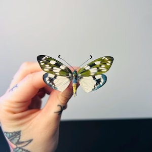 Eterusia Aedea – Green and blue tropical butterfly (preserved) | Rare exotic insect for a cabinet of curiosities or natural decor