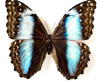 RARE Morpho Absoloni Butterfly, Mounted (wings Spread) in a Riker