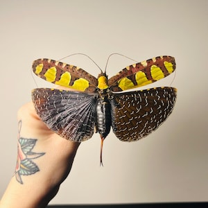 Sanaea Regalis - Taxidermized tropical grasshopper with veined wings - Rare insect specimen for a cabinet of curiosities or collection