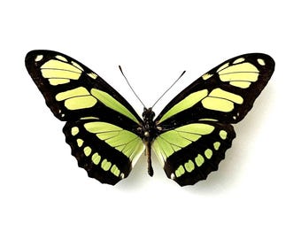 蝶の標本　インドの珍しいアゲハチョウ(A1) 蝶の標本 インドの美しいアゲハ(珍) - メルカリ