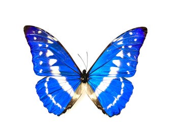 Naturalized Morpho Cypris – Fluorescent Metallic Blue With White