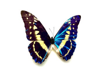 Naturalized Morpho Cypris – Fluorescent Metallic Blue With White