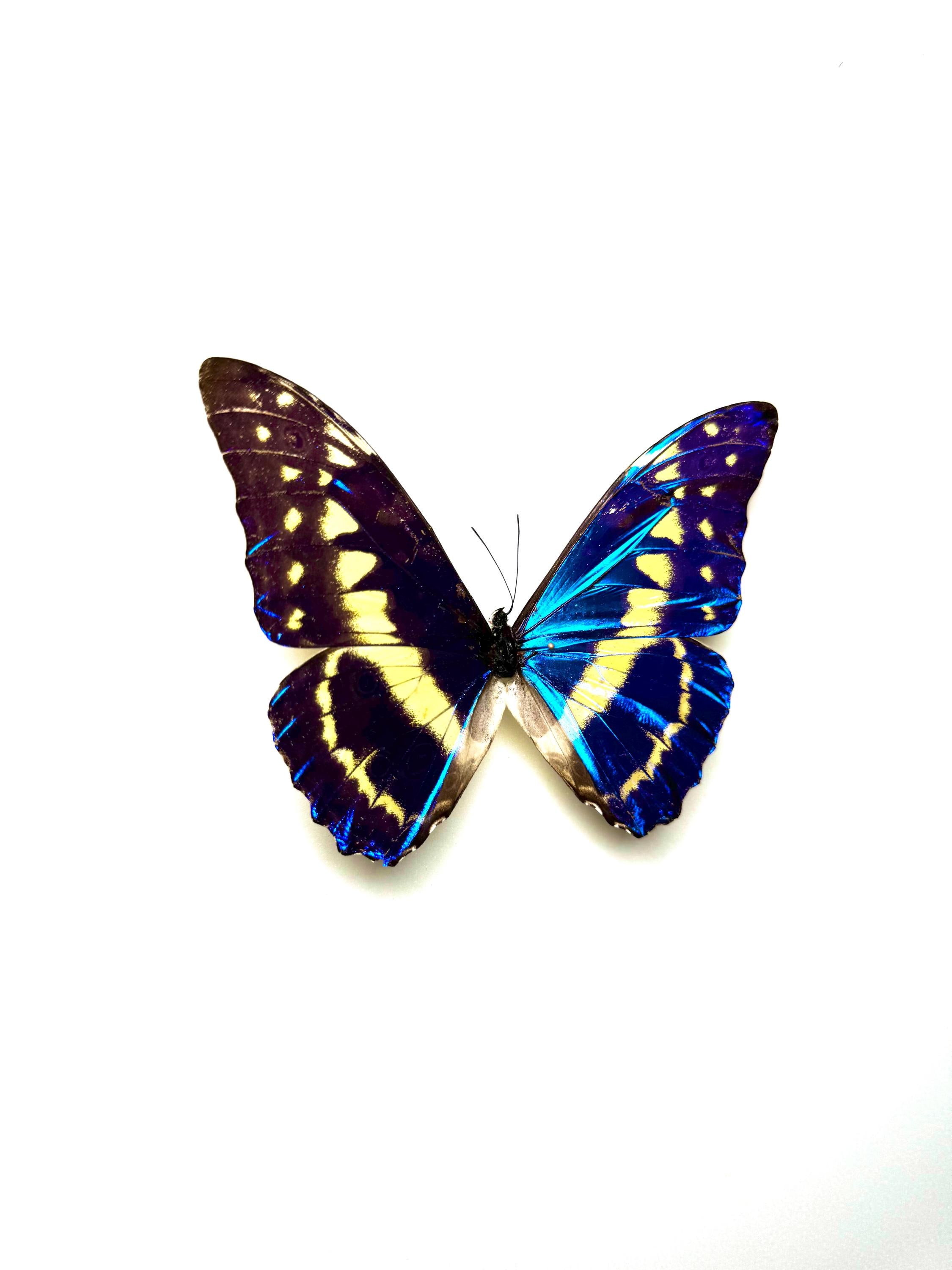 Naturalized Morpho Cypris – Fluorescent Metallic Blue With White