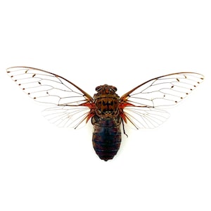 Pomponia Imperator - Naturalized Giant Cicada from Asia - Impressive insect for collection, decoration or cabinet of curiosities