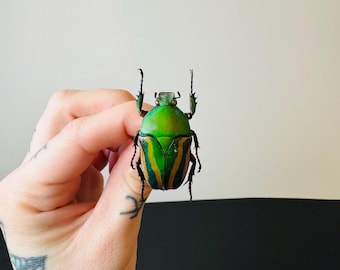 Eudicella gralli preserved insect • Metallic green beetle • African insect for cabinets of curiosities and entomological decoration