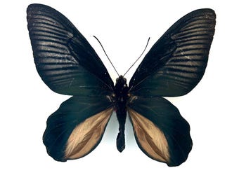 Atrophaneura Dixoni – Large black and red preserved butterfly | Rare tropical specimen from Indonesia for a cabinet of curiosities