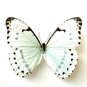Naturalized Butterfly Morpho Catenarius - South America - Rare Exotic Silver Butterfly - Entomological Specimen for Decoration A1