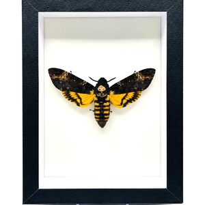Puede incluir: Un espécimen de polilla esfinge de la calavera exhibido dentro de un marco rectangular negro con paspartú blanco. La polilla presenta alas de color marrón oscuro y negro con bandas amarillas vibrantes y un patrón de calavera en el tórax sobre fondo blanco.