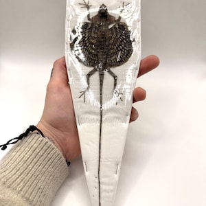 Op de afbeelding: Een geconserveerde Draco-hagedis met uitgestrekte vleugelachtige membranen, voorzien van een donkerbruin en zwart gevlekt patroon. Het exemplaar is gemonteerd op een witte, driehoekige achtergrond en verzegeld onder een doorzichtige beschermfolie.
