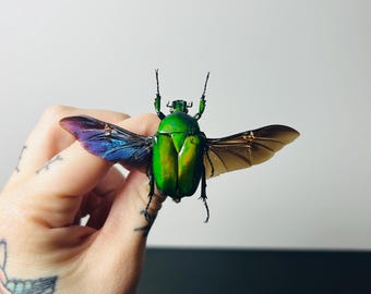 Torynorrhina Flammea preserved insect • Iridescent green beetle A1 • Rare exotic insect for cabinets of curiosities and entomological