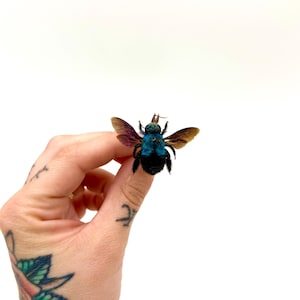 Xylocopa caerulea – Naturaliserat blått snickarbi – Asiatisk blå insekt – Entomologiskt exemplar A1