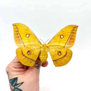 Può includere: Una grande falena gialla con intricati motivi alari e segni a forma di occhio. Le ali della falena sono di un giallo vibrante con dettagli marroni e macchie circolari. La falena è tenuta in mano su sfondo bianco.