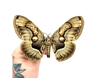 Brahmaea wallichii preserved insect • Large nocturnal moth A1 • Rare Asian specimen for a cabinet of curiosities