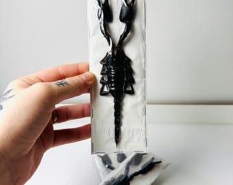 特大 7 インチ サソリ 2 匹、Heterometrus spinifer、長さ約 170