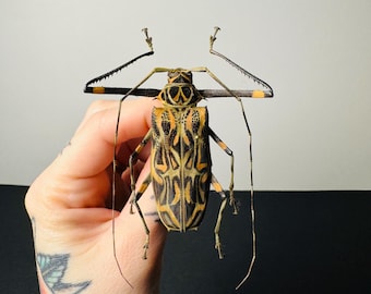 Psalidognathus friendi、コロンビア産レインボーカミキリムシ、額縁8