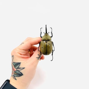本物のXLサイズの西部ヘラクレスオオカブトの剥製 - Dynastes grantii 本物のXLサイズの西部ヘラクレスオオカブトの剥製 - Dynastes grantii