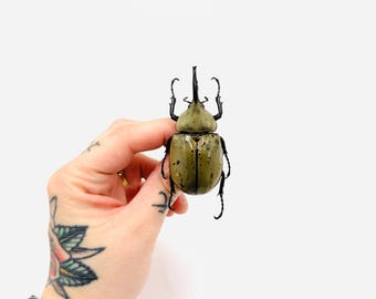 Dynastes grantii - Grant's Hercules Beetle (A1 quality, mounted) - Large American rhinoceros beetle - Entomological specimen