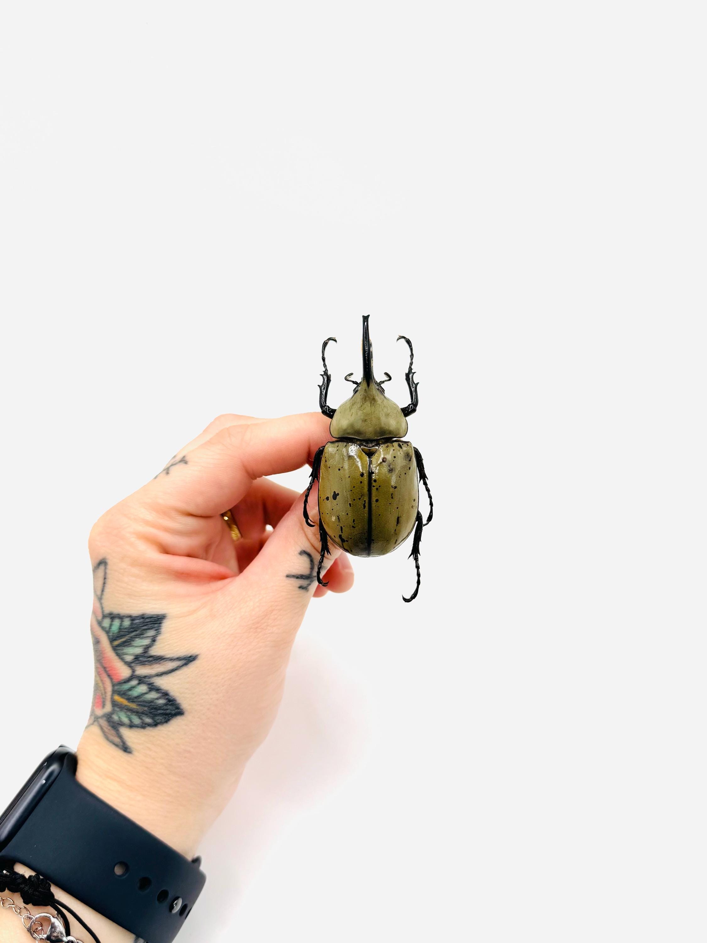 Western hercules beetle - Etsy 日本