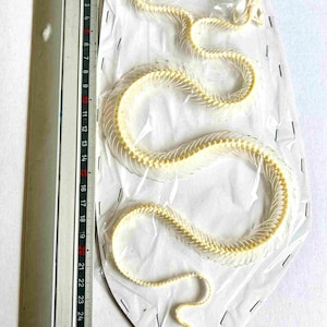 Könnte beinhalten: Ein konserviertes Schlangenskelett, cremefarben, auf weißem Hintergrund dargestellt. Das Skelett ist etwa 66 cm lang, mit sichtbaren Wirbeln und Schädeldetails. Ein Lineal liegt zur Maßstabsbestimmung daneben.