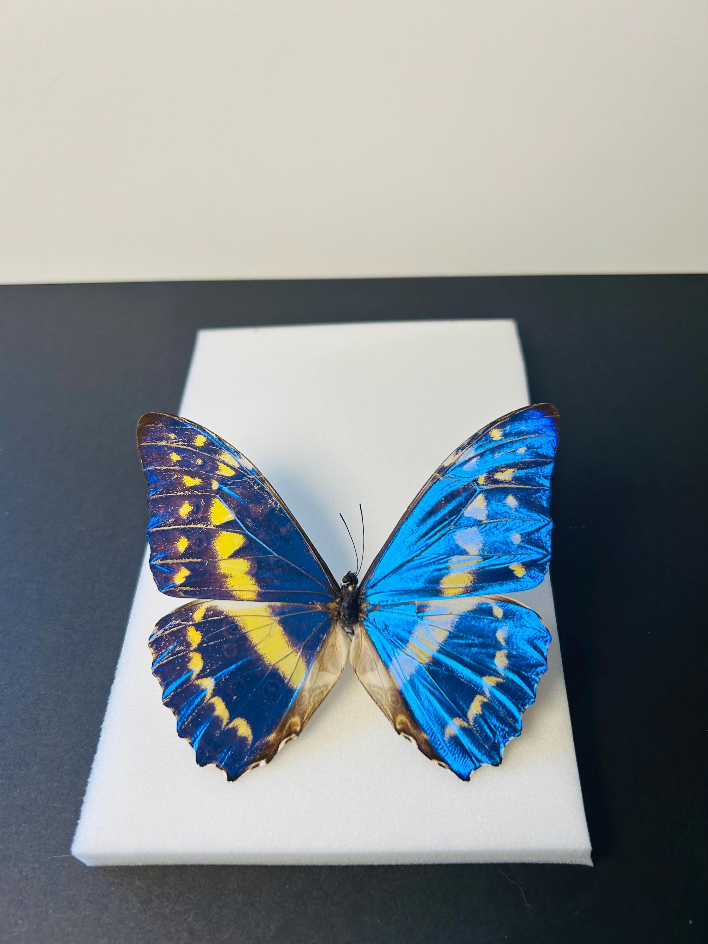 Morpho Cypris – Naturalized Metallic Blue Butterfly | Tropical