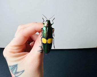 Calodema suhandae。タマムシ。コガネムシ。タマムシ科。収集品