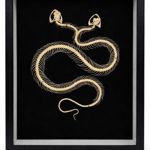 Cadre noir 20x25 squelette bicéphale serpent Trimeresurus Albolabris à deux têtes - Curiosité rare cabinet de curiosités insolite décoration