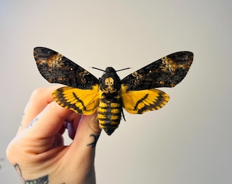 Acherontia Atropos – Papillon tête de mort naturalisé | Spécimen européen emblématique pour cabinet de curiosités et collection