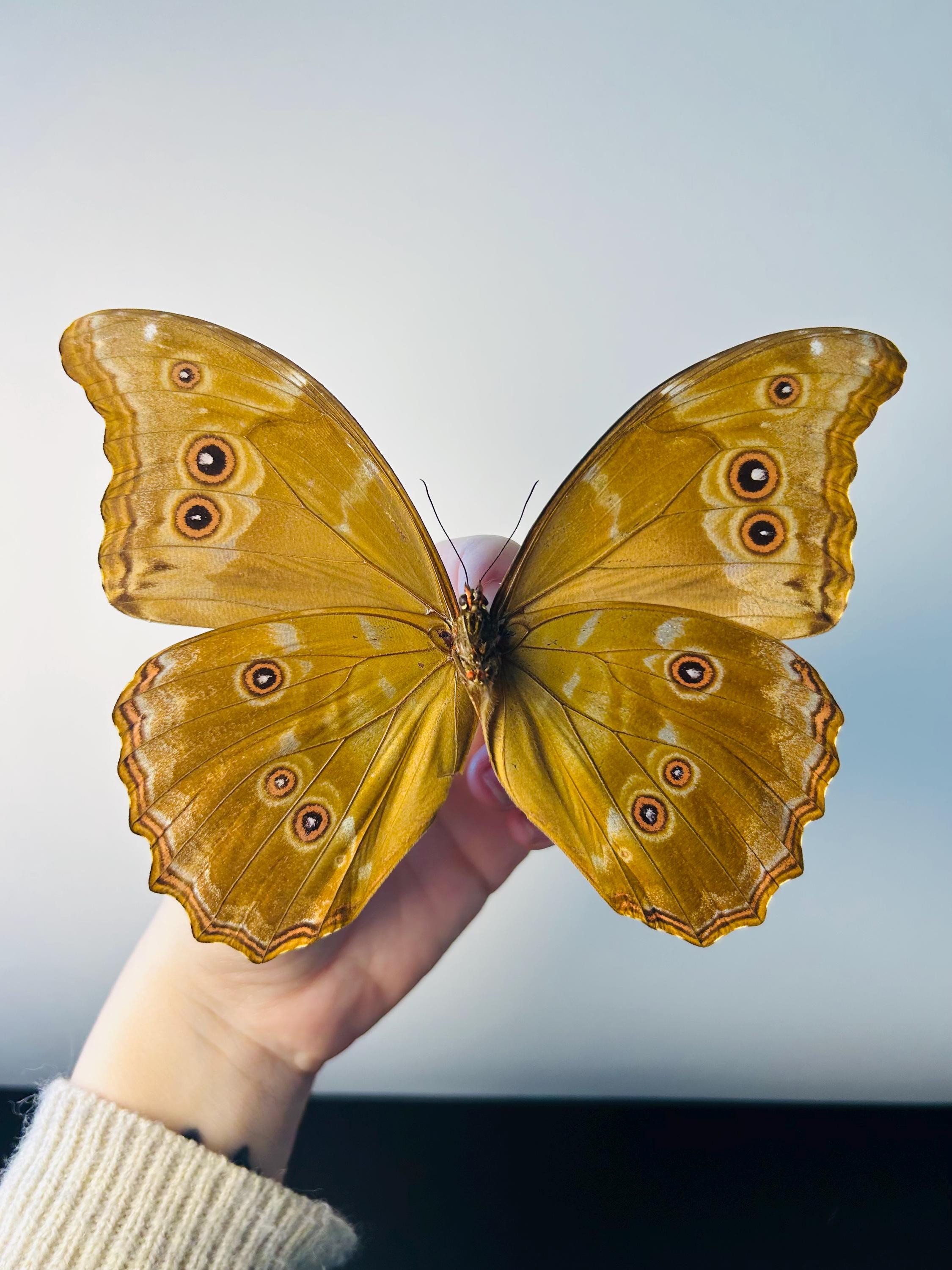 ディディウスモルフォ – メタリックブルーの大きな保存された蝶