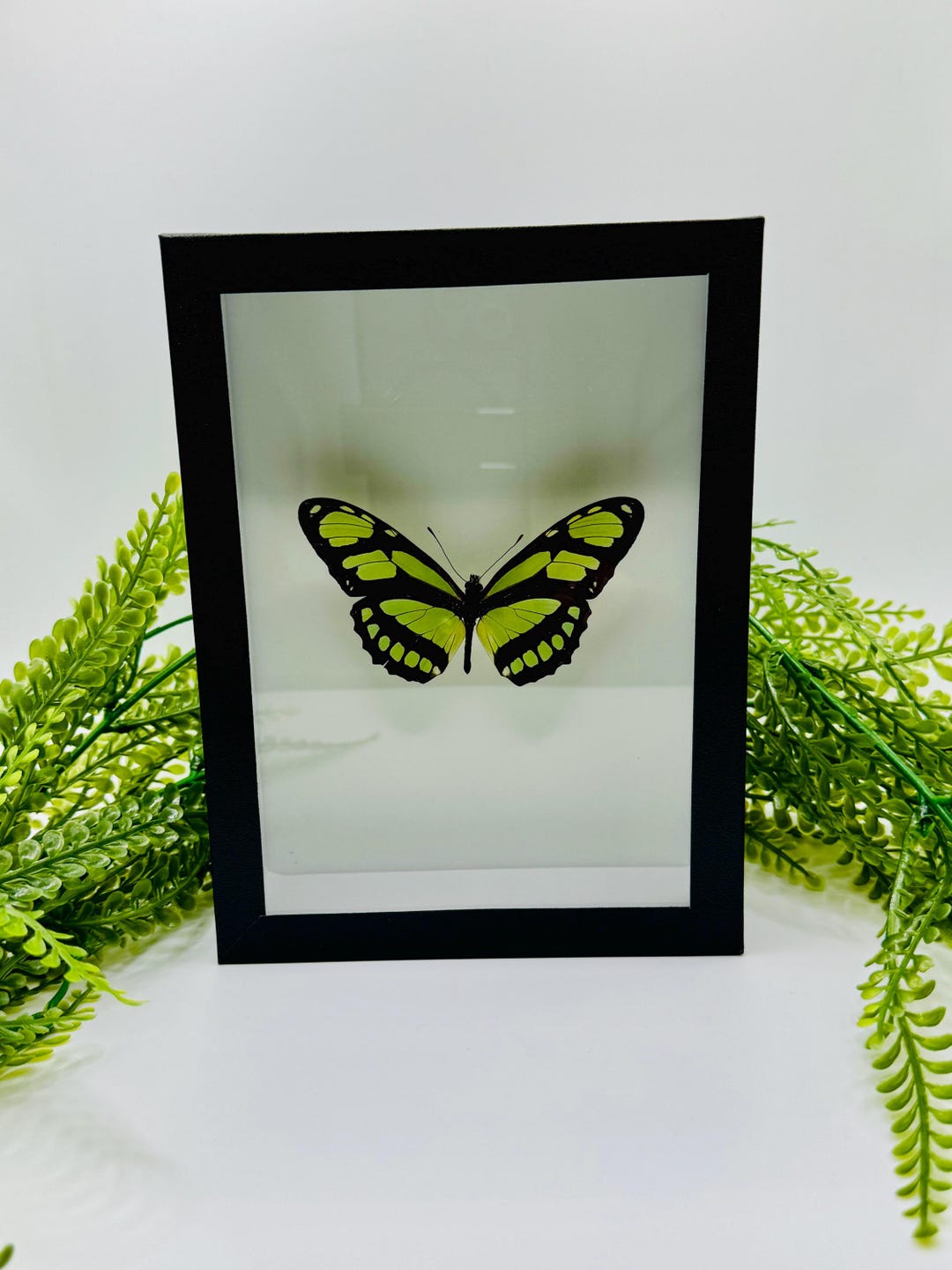 Framed Insect for a Cabinet of Curiosities – Stuffed Philaetria Dido ...