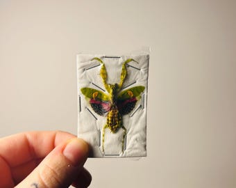 Creobroter gemmatus praying mantis in blister pack - Unprepared, natural specimen - Insect for curiosity cabinets or collections