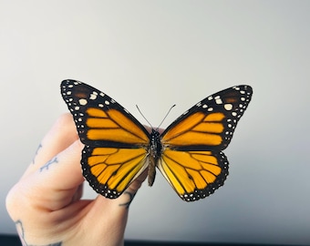 オオカバマダラ (Danaus plexippus) の標本 - Etsy 日本