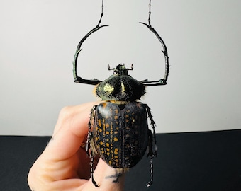 Cheirotonus Jansoni. Beetle Specimen. Insect Specimen