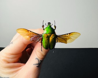 Ingrisma burmanica preserved insect • Metallic green beetle • Asian insect for cabinets of curiosities and entomological decoration