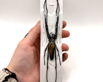 Nephila pilipes – Große asiatische Spinne in Blisterverpackung – Unpräparierte, präparierte Spinne – Exemplar A1