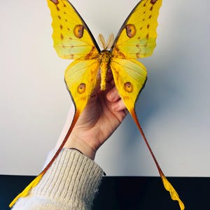 Argema Mittrei maschio – Farfalla gigante gialla e verde della luna, conservata | Farfalla rara del Madagascar per curiosità e collezioni