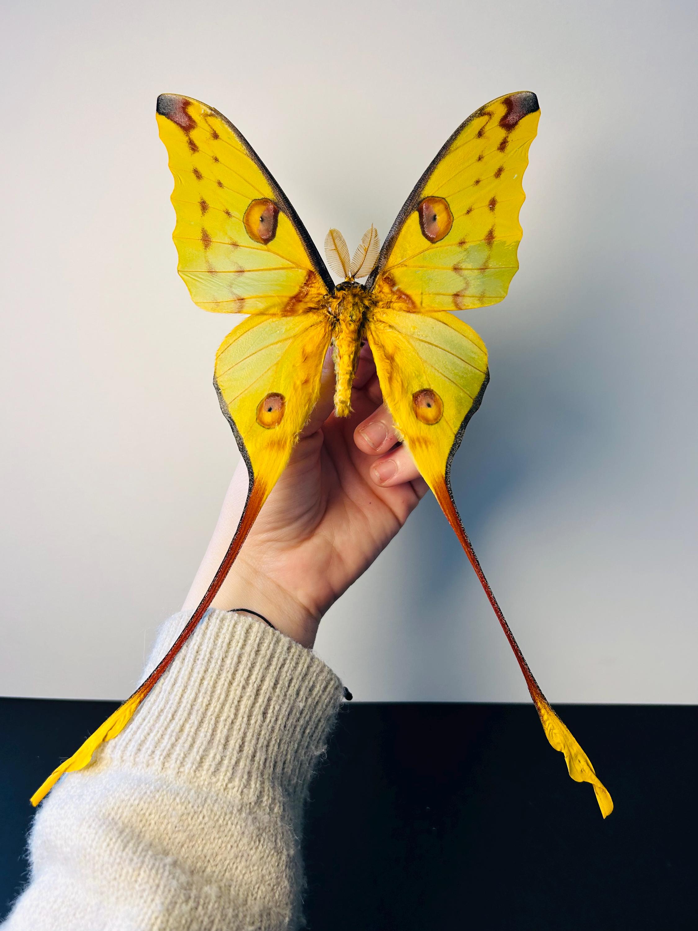 20 papillons exotiques réel - une beauté unique - taxidermie - Naturalise - u 44