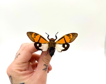 Cigarra blanca Gaena Festiva – Insecto preservado elegante – Alas translúcidas – Gabinete de curiosidades – Decoración minimalista